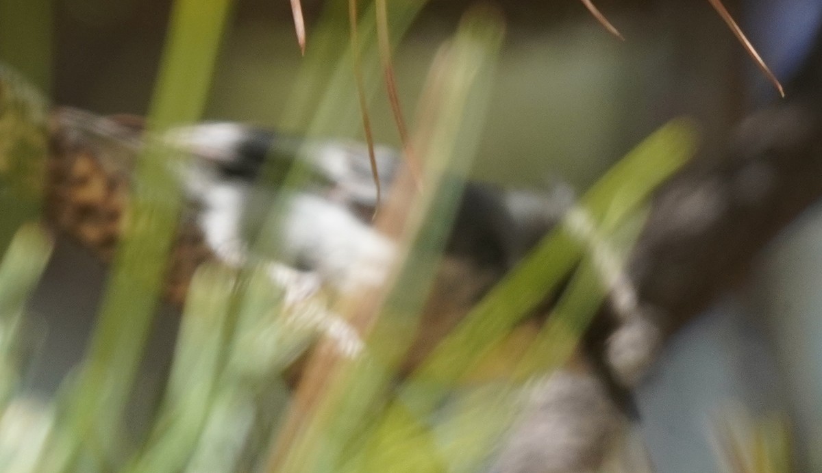 Pygmy Nuthatch - ML638779740