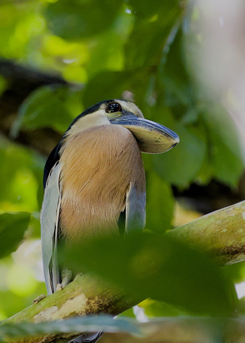 Boat-billed Heron - ML638779741