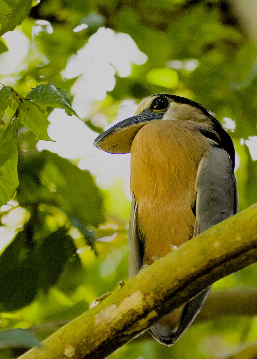 Boat-billed Heron - ML638779742