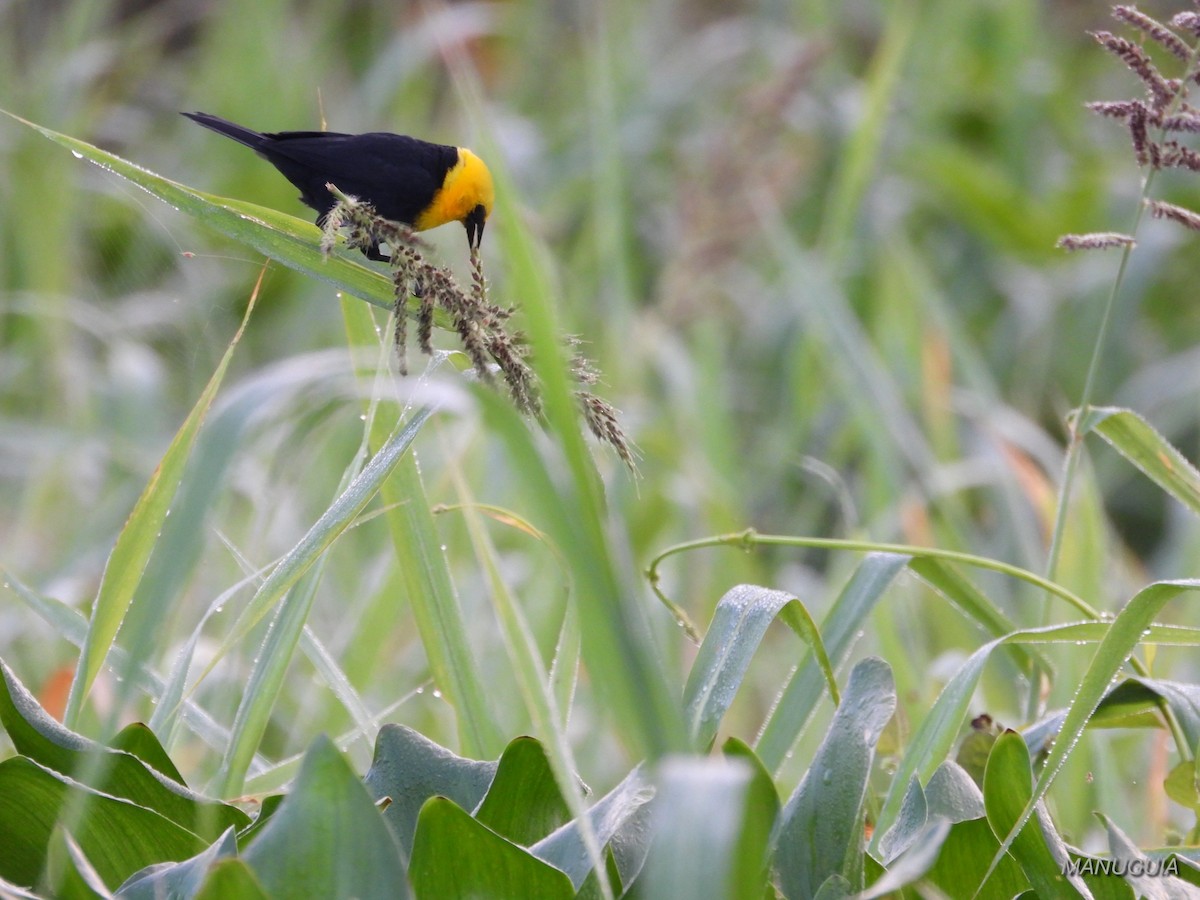 Yellow-hooded Blackbird - ML638779743