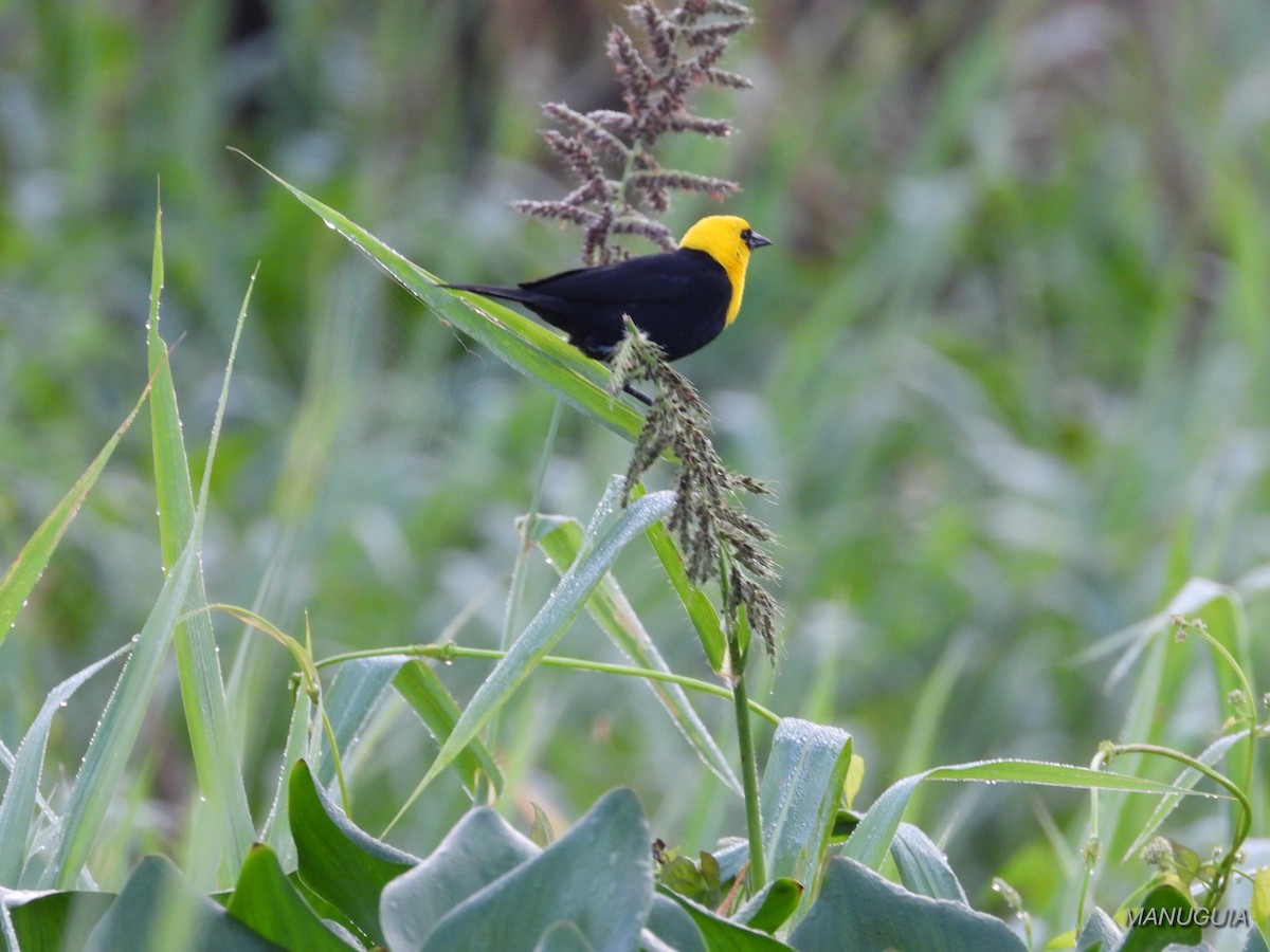 Yellow-hooded Blackbird - ML638779744