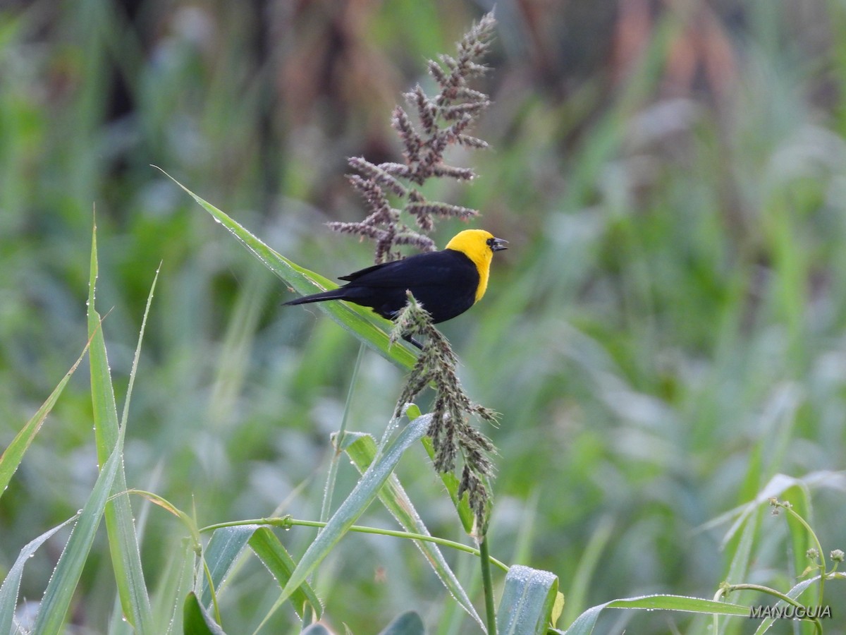 Yellow-hooded Blackbird - ML638779745