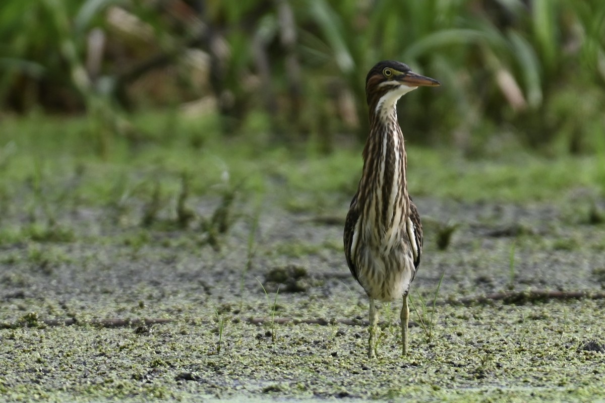 Koartzatxo berdea - ML638779749