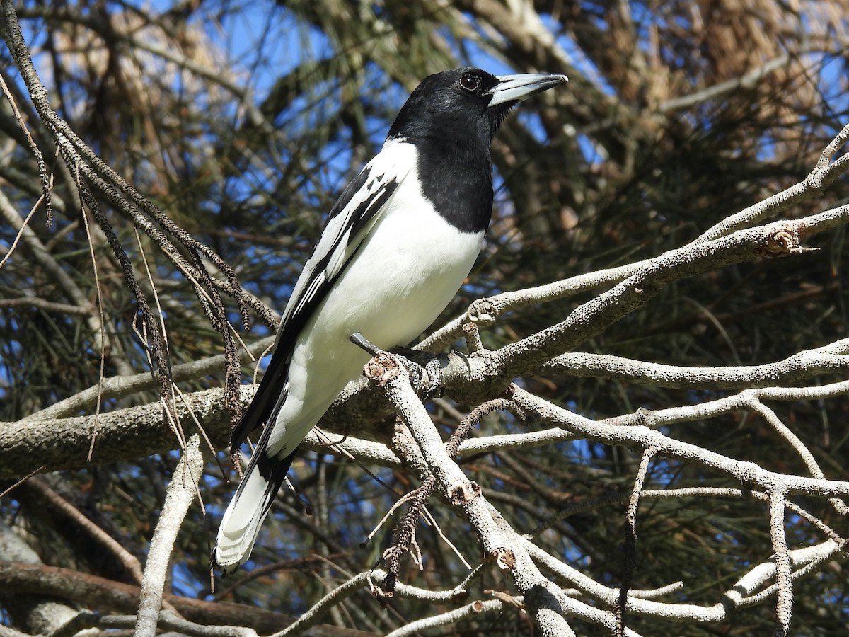Pied Currawong - ML638779753