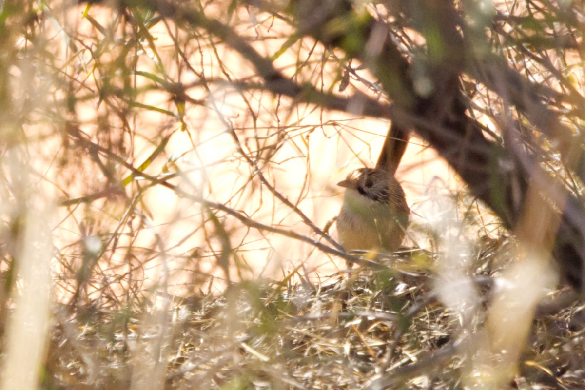 Sandhill Grasswren - ML638779755