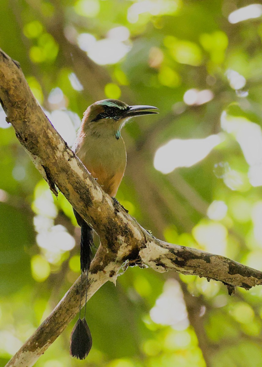 diademmotmot - ML638779760