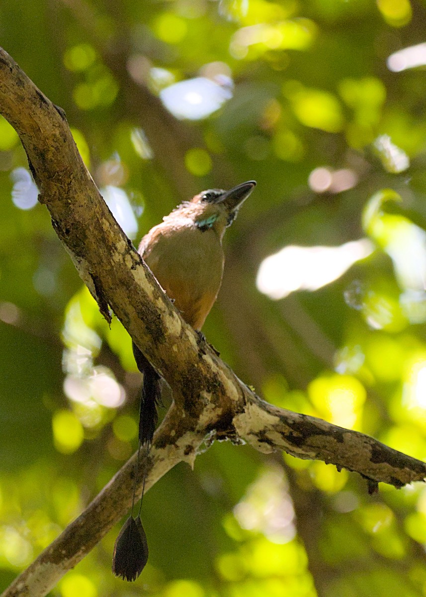 diademmotmot - ML638779761