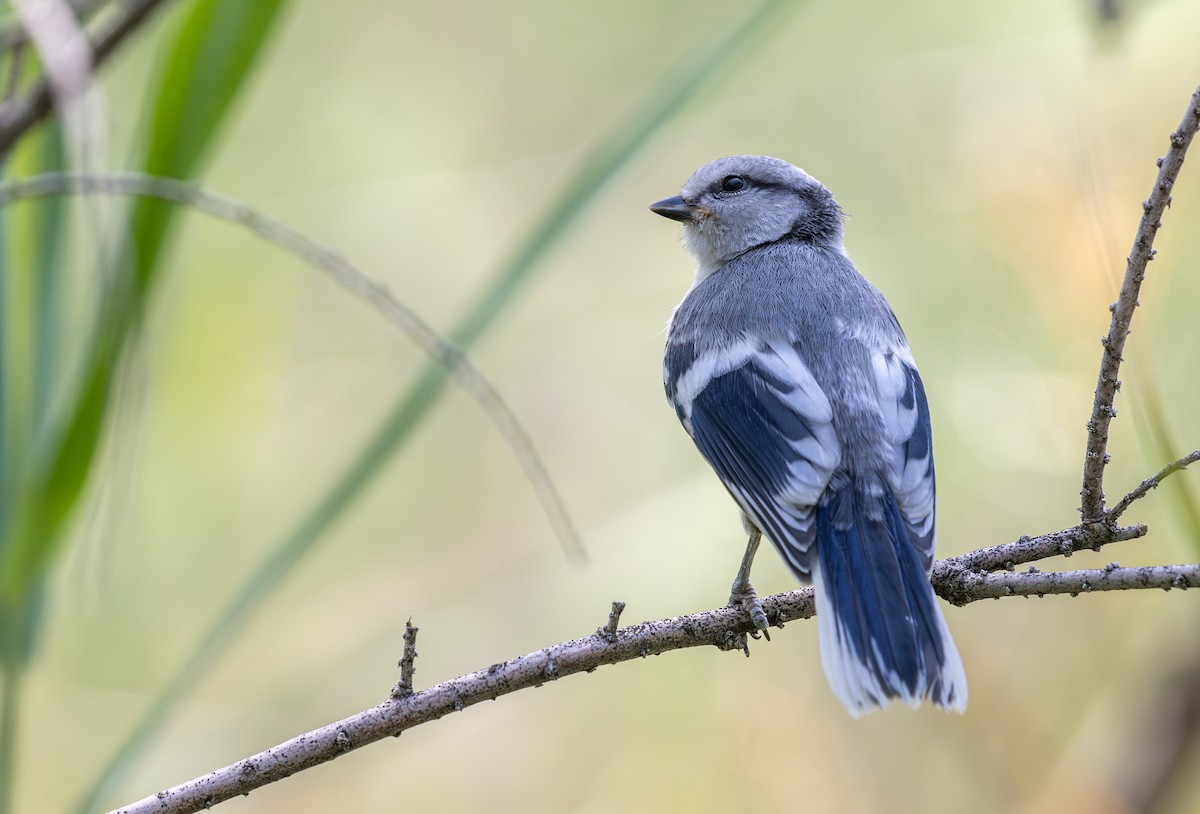 asurmeis (cyanus gr.) - ML638779769