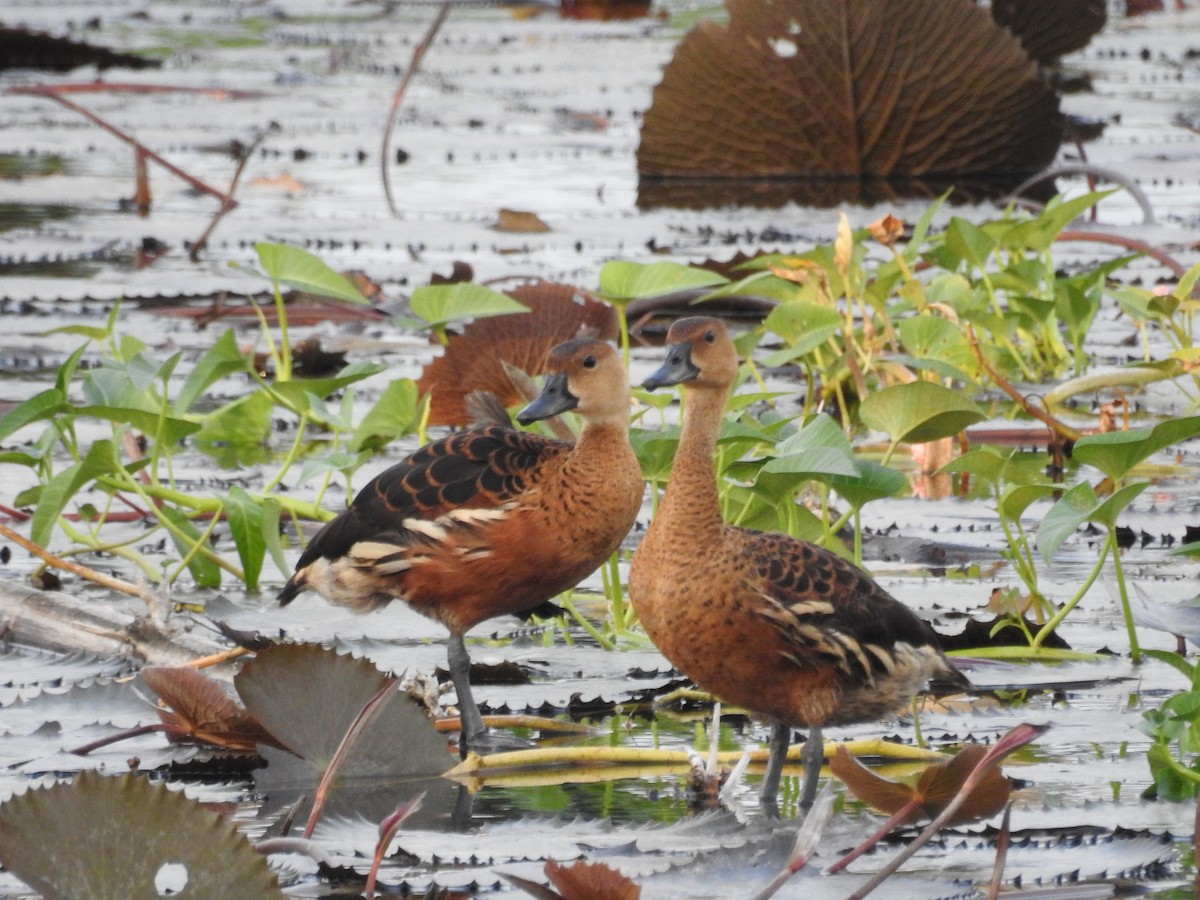 Wandering Whistling-Duck - ML638779790