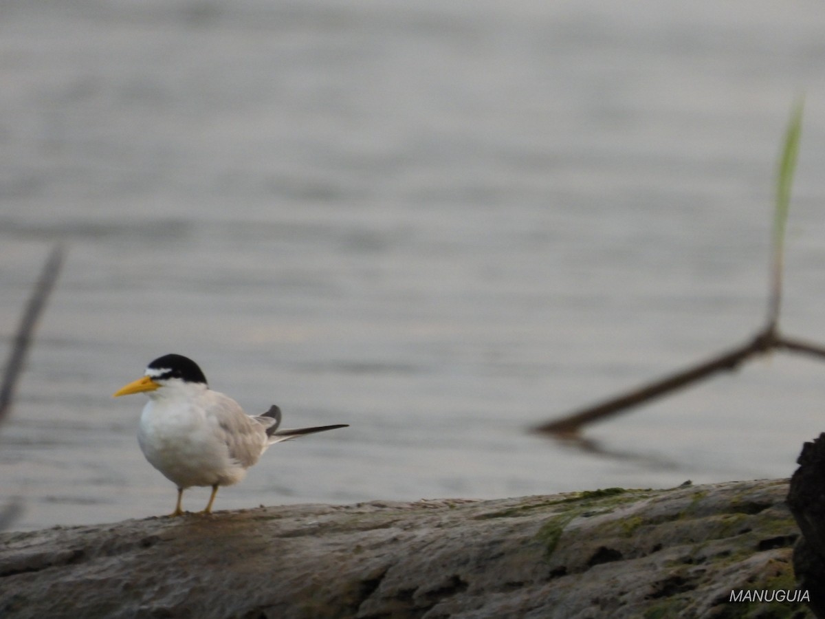 Yellow-billed Tern - ML638779794