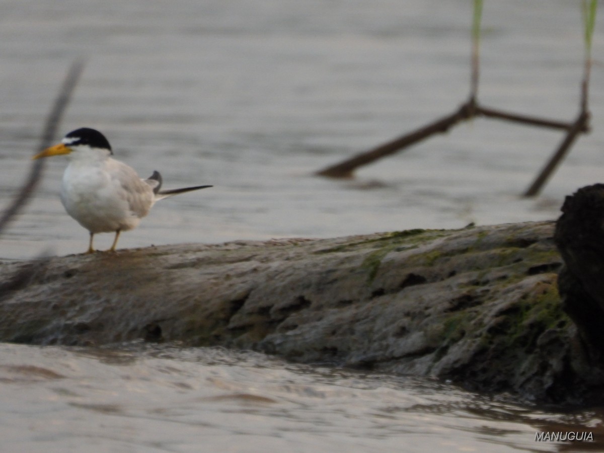 Yellow-billed Tern - ML638779795