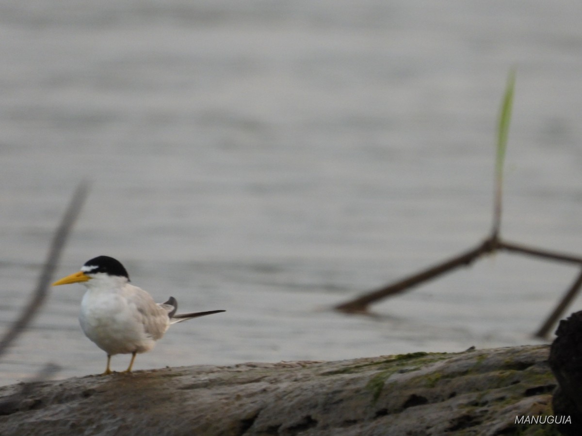 Yellow-billed Tern - ML638779796