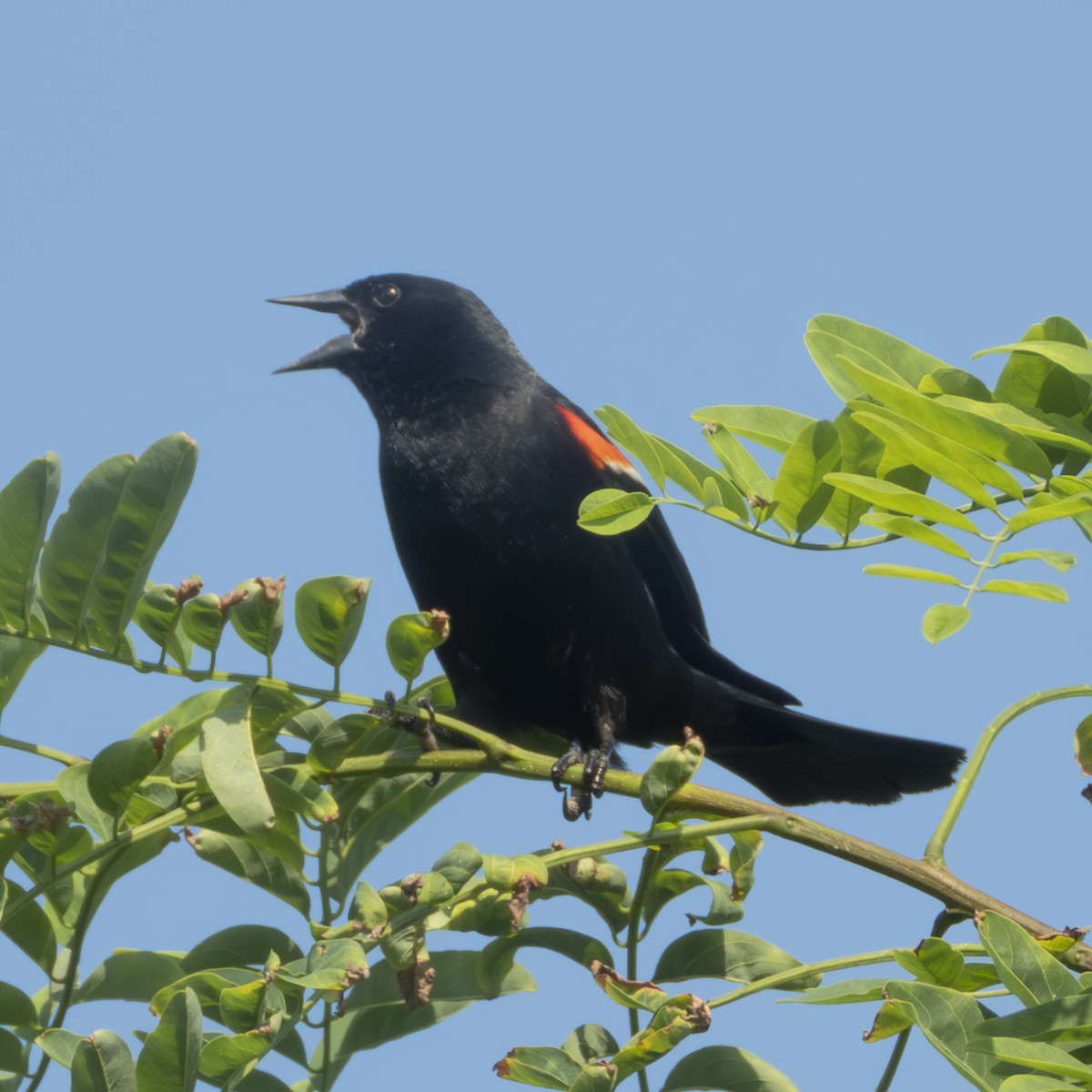 Red-winged Blackbird - ML638779799