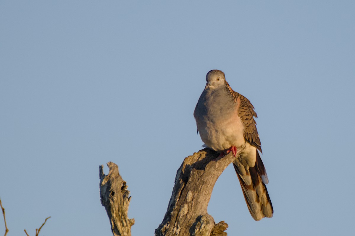 Bar-shouldered Dove - ML638779805