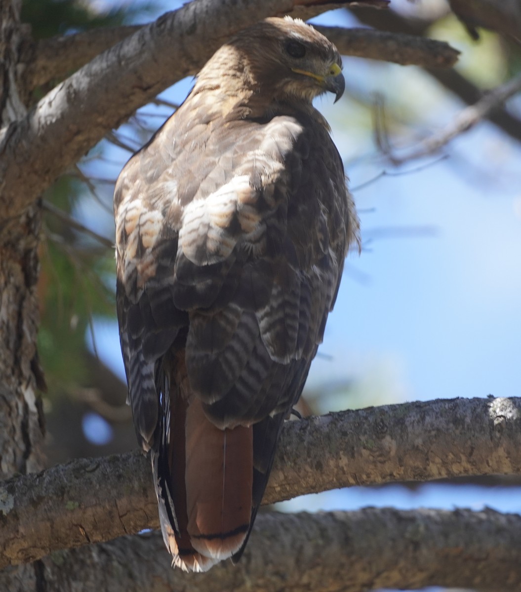 Red-tailed Hawk - ML638779806