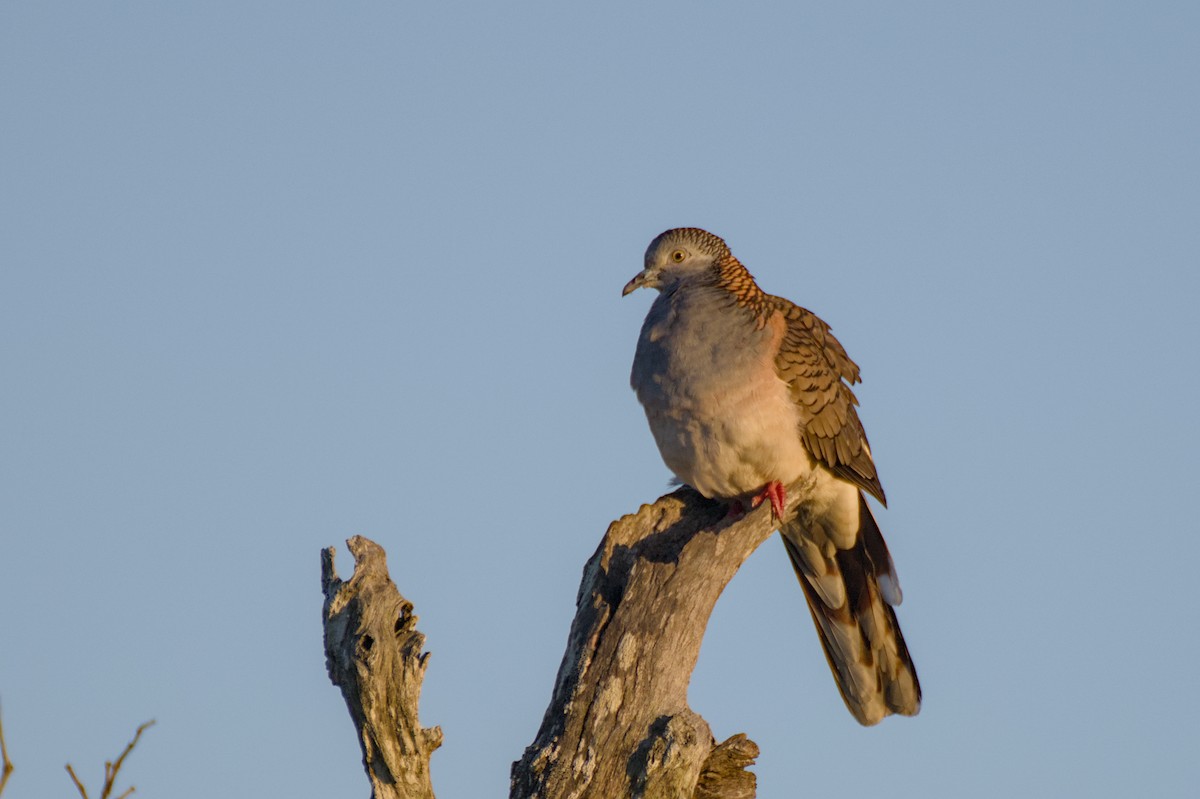 Bar-shouldered Dove - ML638779809