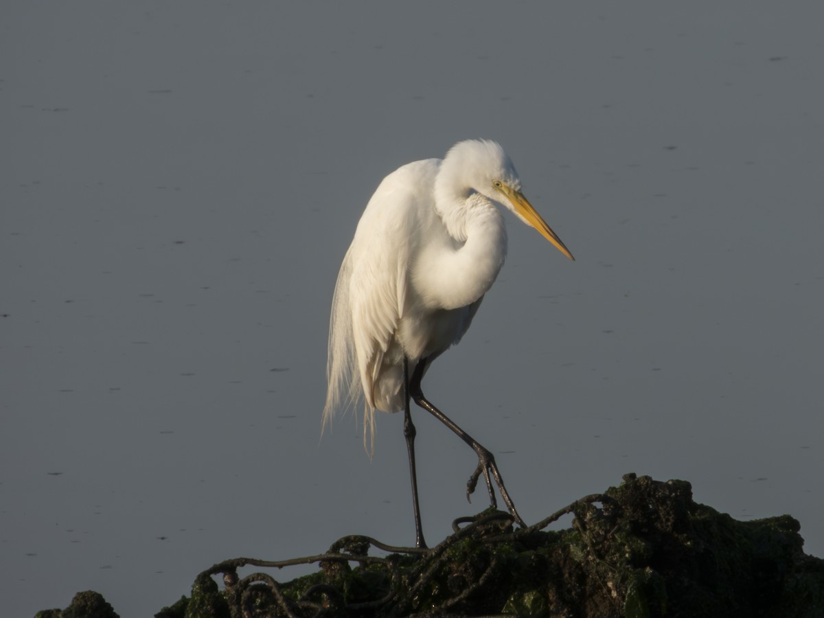 Great Egret - ML638779816