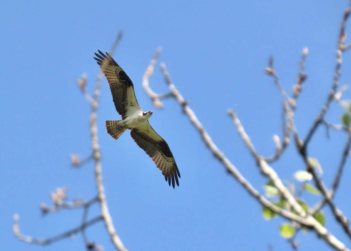 Osprey - ML638779817