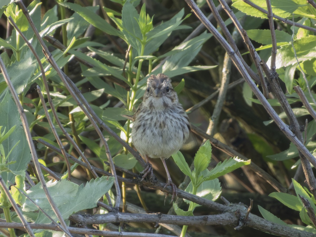 Song Sparrow - ML638779821