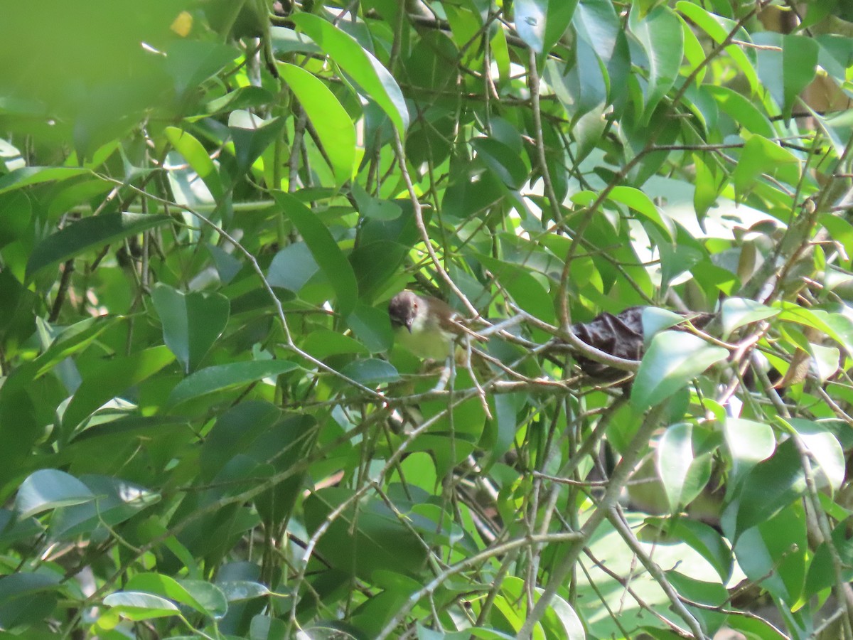 Pin-striped Tit-Babbler - ML638779822
