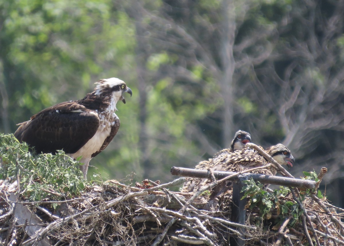 Osprey - ML638779824