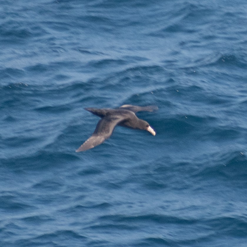 Northern Giant-Petrel - ML638779829