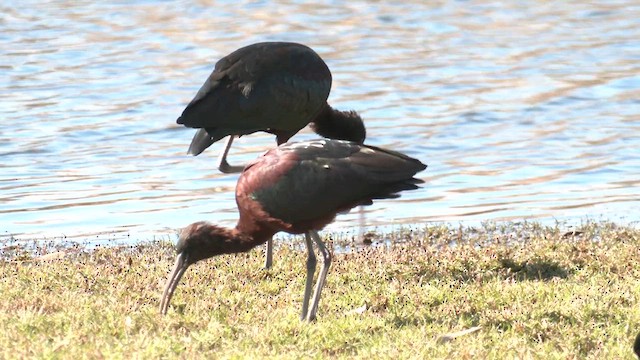 bronseibis - ML638779841