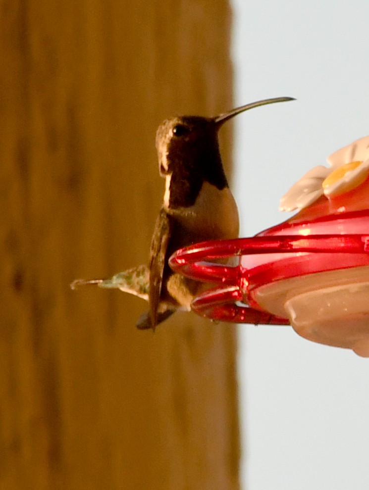 kalypta zelenoboká - ML638779843