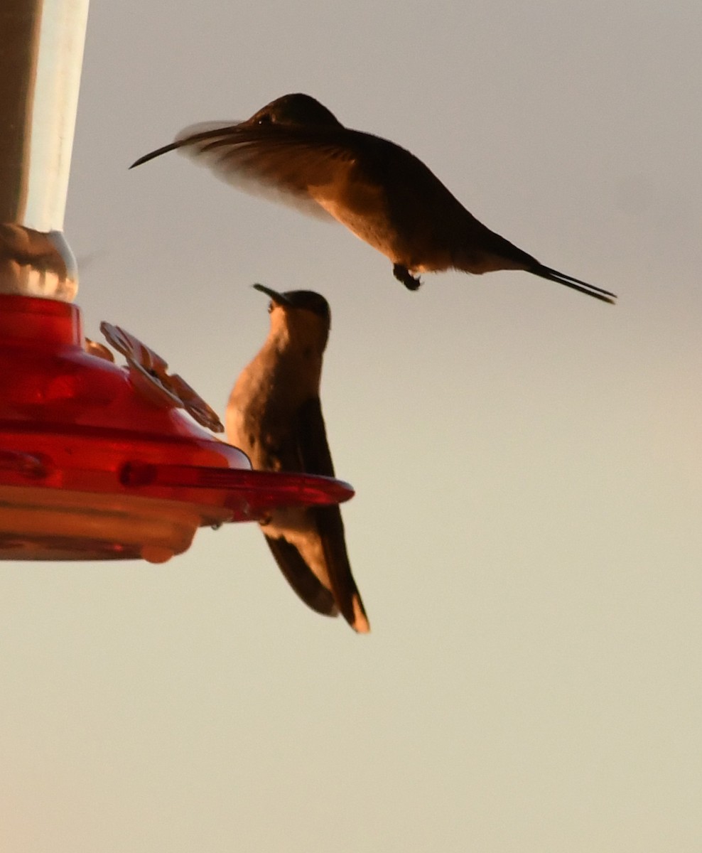 kalypta zelenoboká - ML638779844