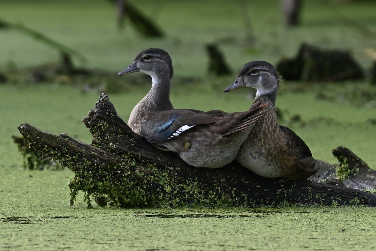 Canard branchu - ML638779851
