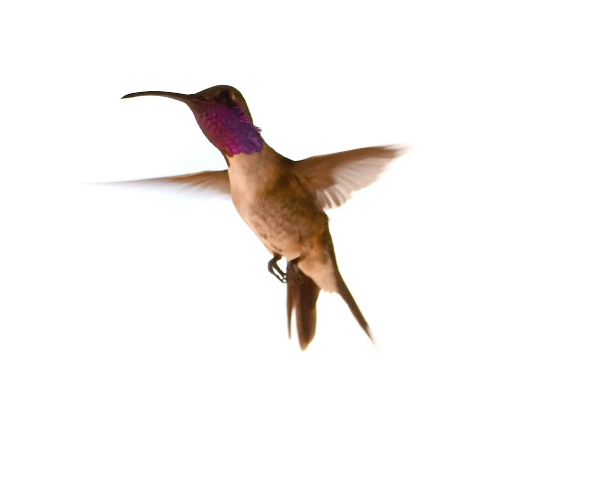 kalypta zelenoboká - ML638779852