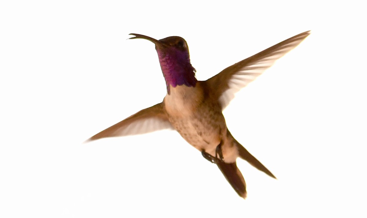 kalypta zelenoboká - ML638779853