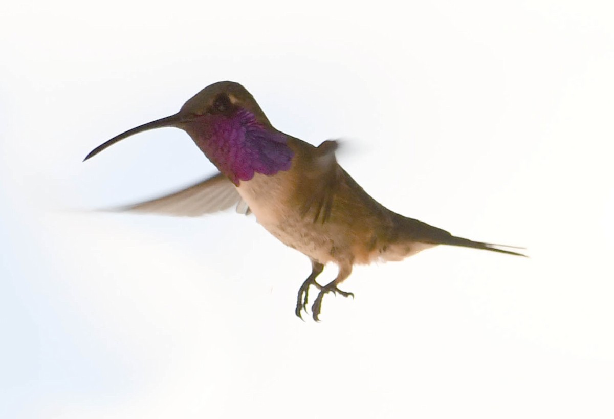 kalypta zelenoboká - ML638779854