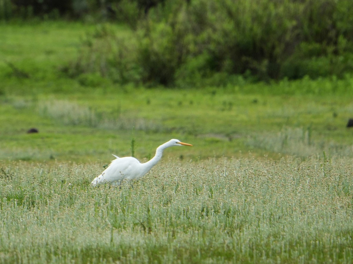 Grande Aigrette - ML638779860
