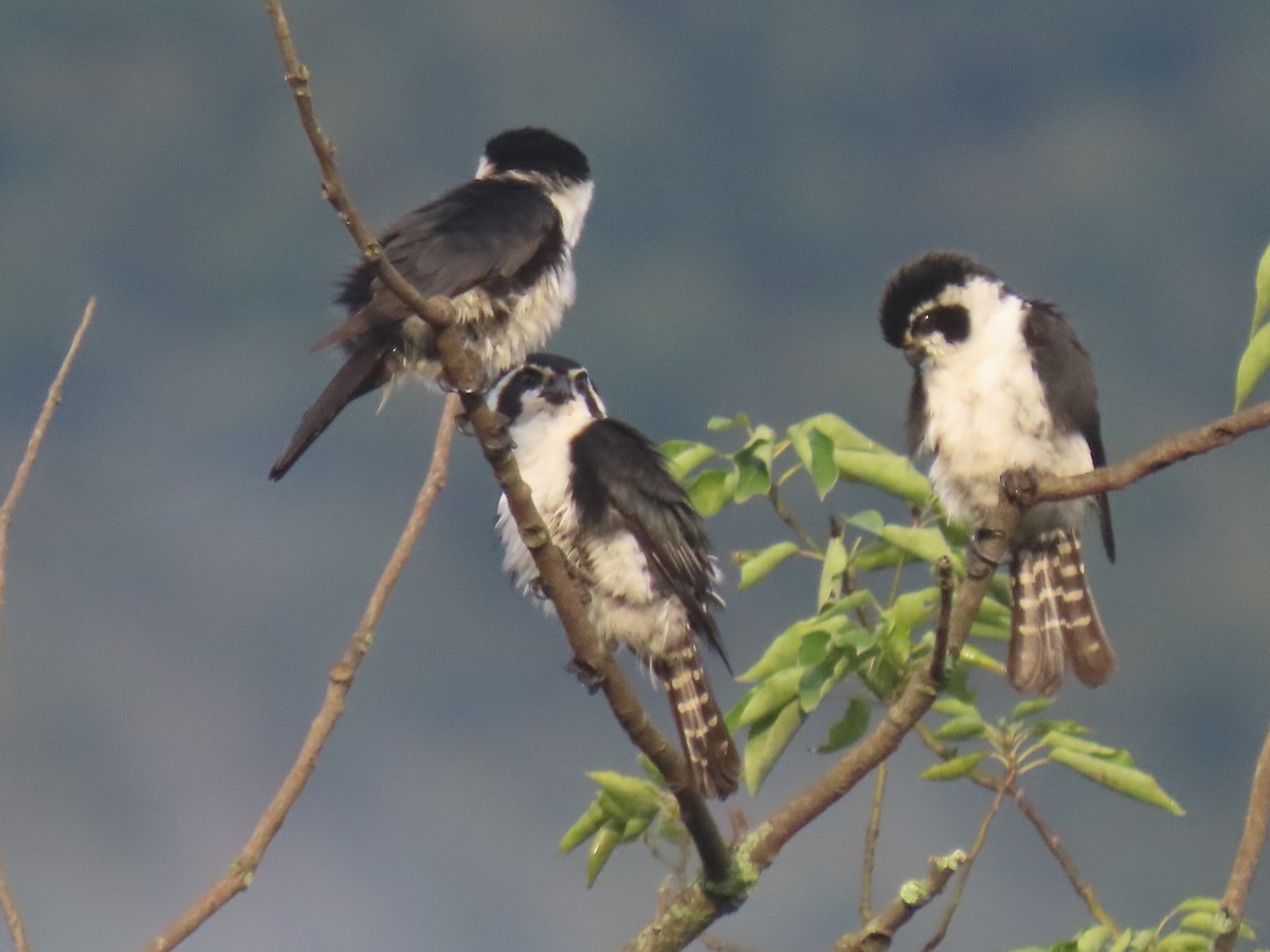 Falconete Pío - ML638779862