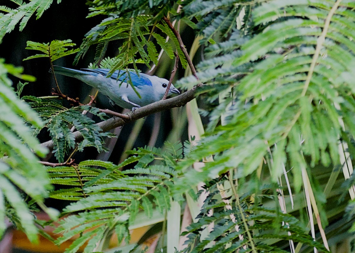 Tangara Azuleja - ML638779879