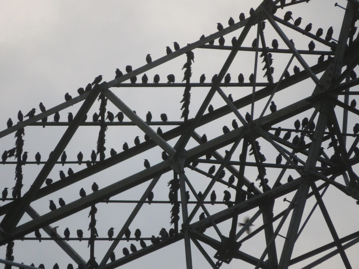 European Starling - ML638779894