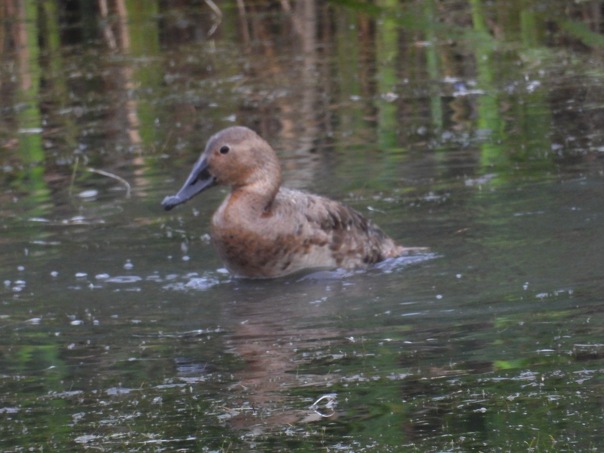 Canvasback - ML638779895