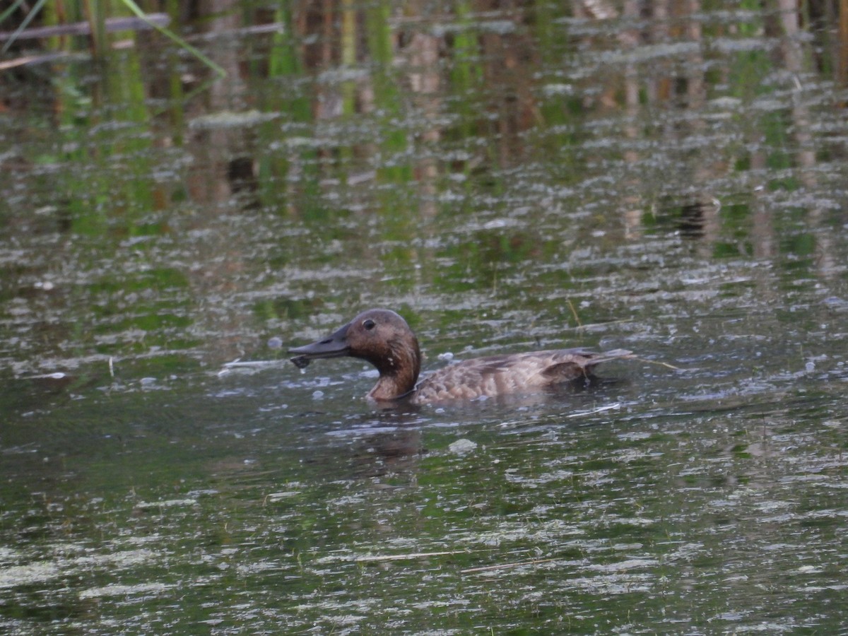 Canvasback - ML638779912
