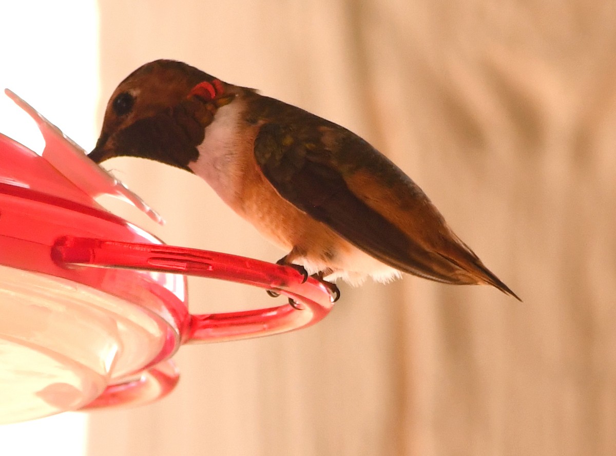 kalypta Allenova - ML638779914