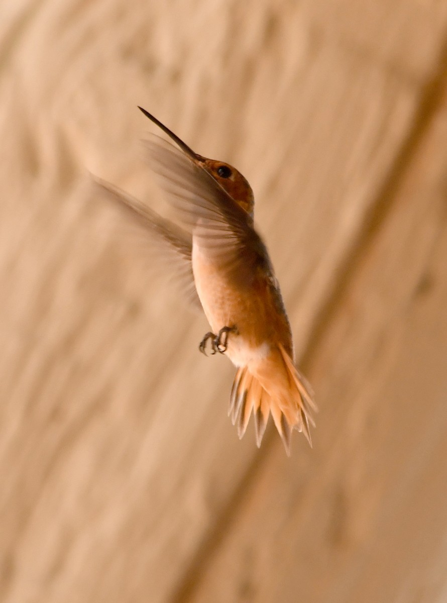 kalypta Allenova - ML638779915