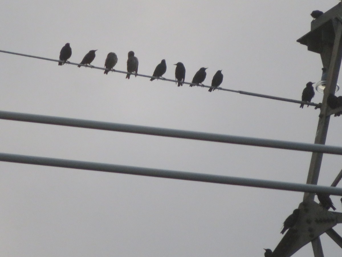 European Starling - ML638779922