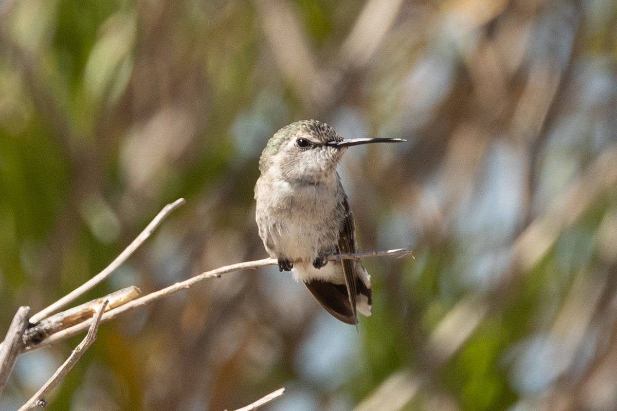 ørkenkolibri - ML638779983