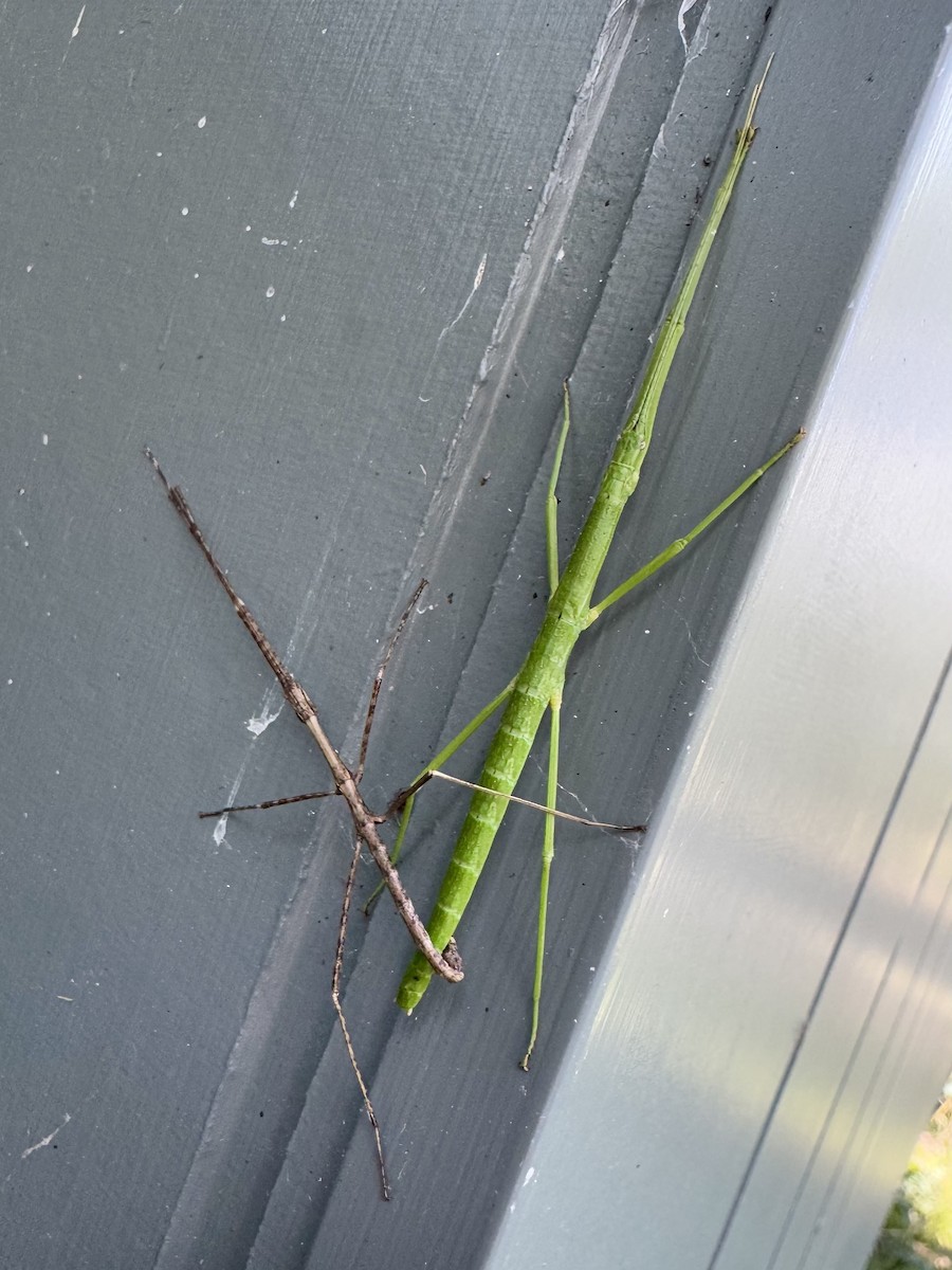 Insects - ML638779993