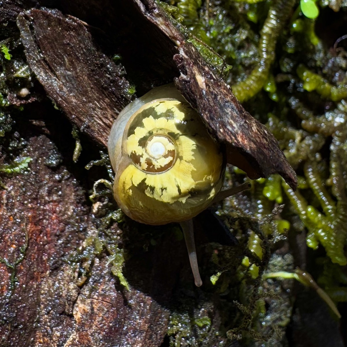 Golden Semi-slug - ML638779998