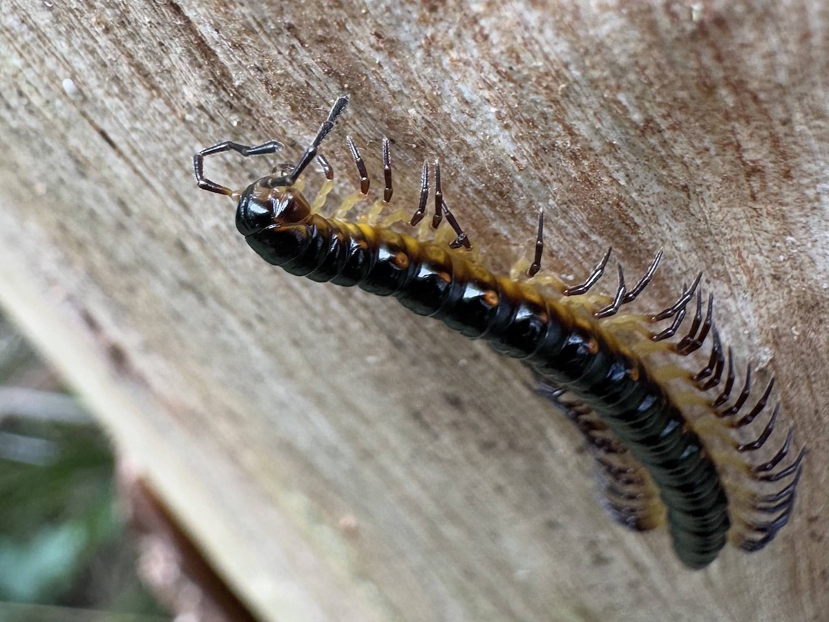 Myriapods - ML638779999