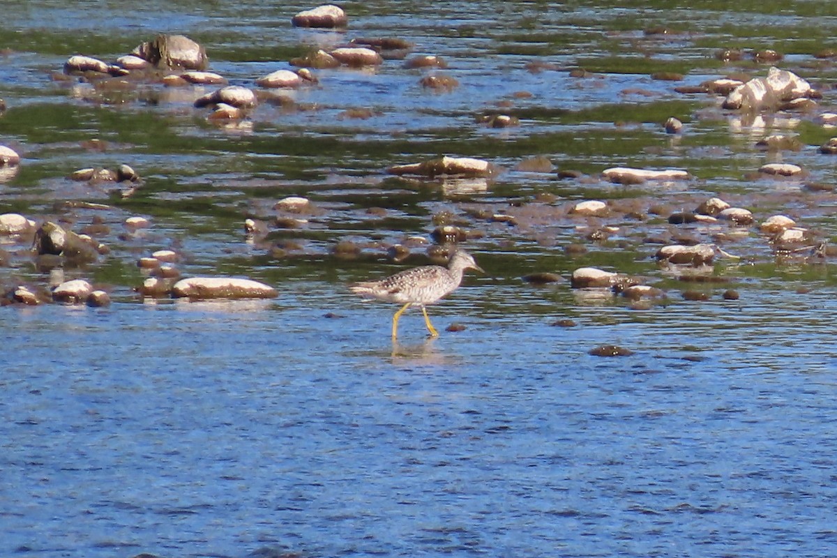 plystresnipe - ML638780003