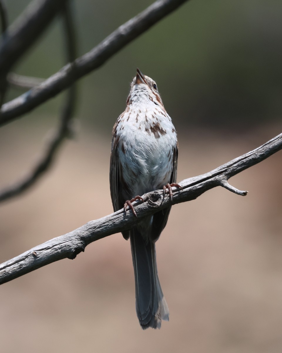 Song Sparrow - ML638780009