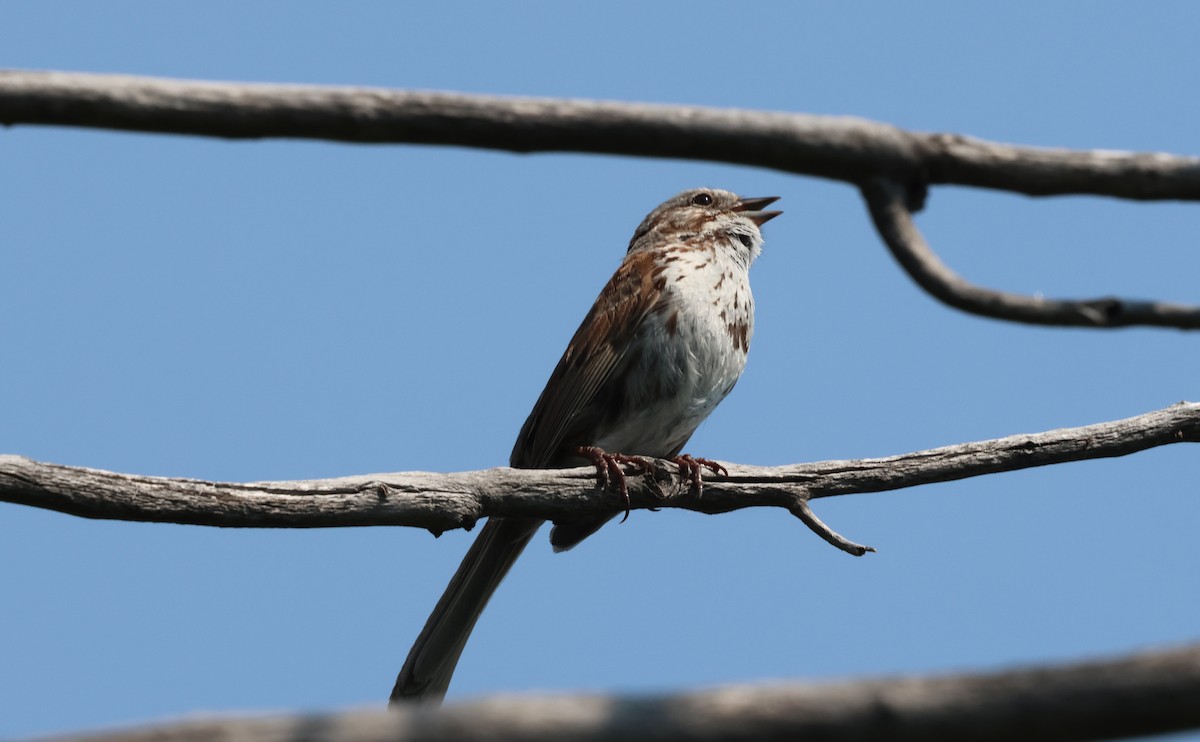 Song Sparrow - ML638780010