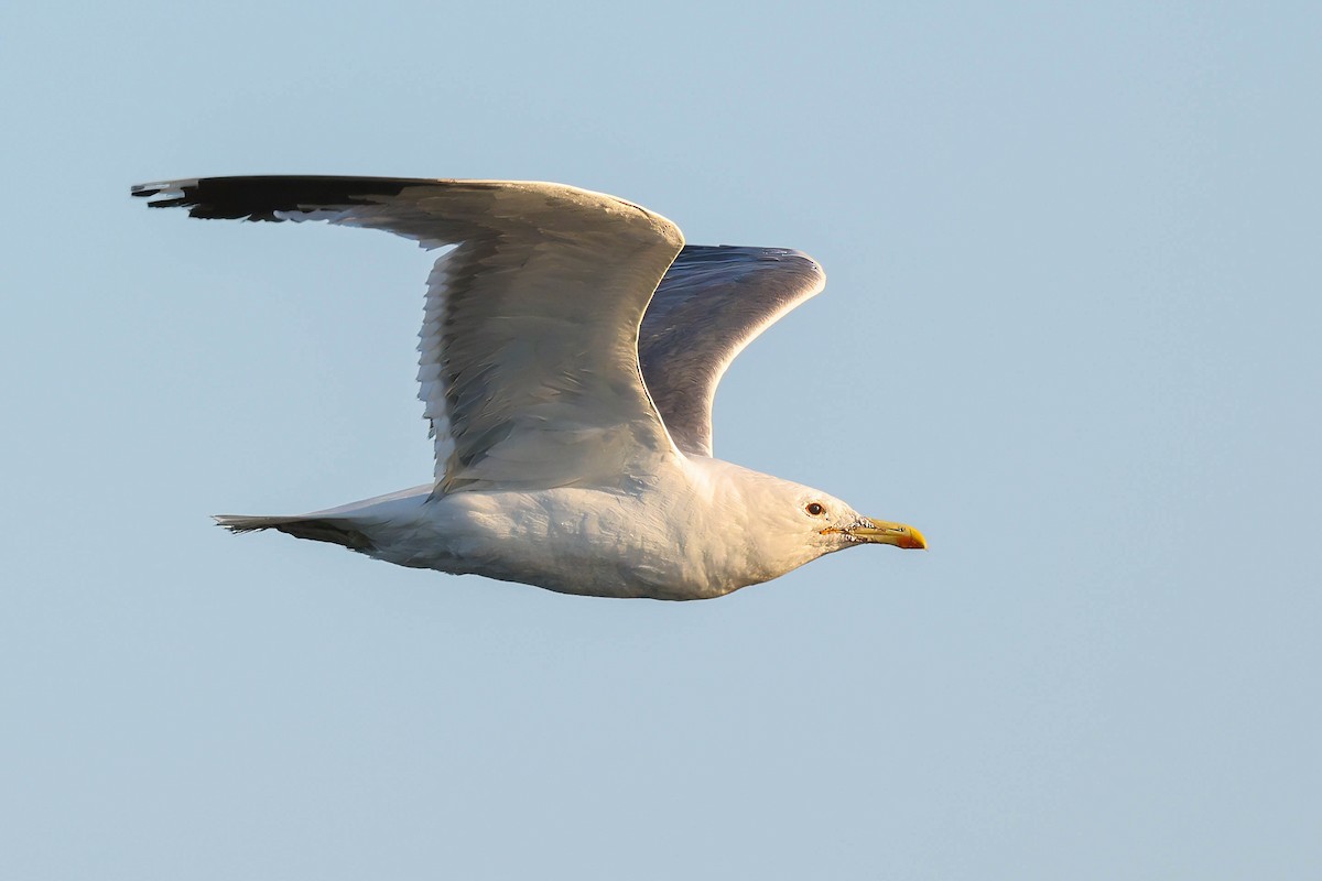 Gaviota Californiana - ML638780047